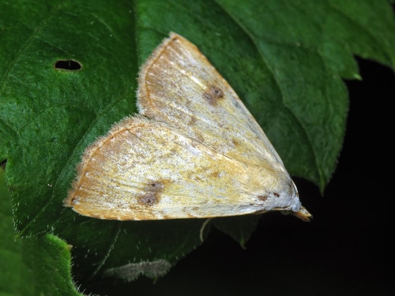 Rivula sericealis (Scopoli, 1763)